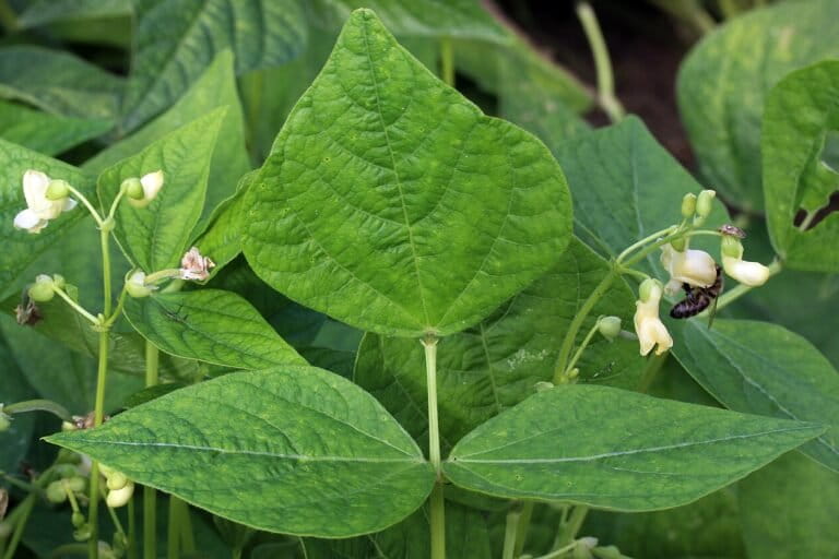 Plant's SOS: Lima Beans Call Predators via Chemical Signals