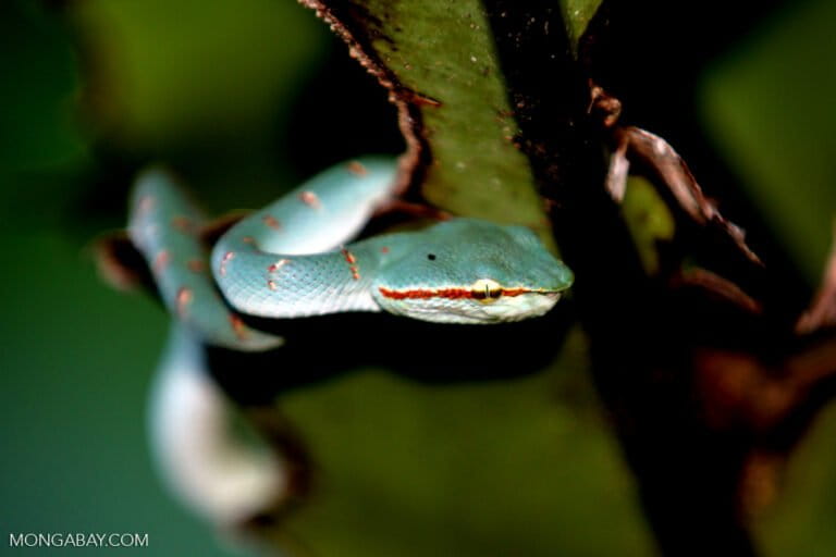 Are snakes disappearing from the forest? A warning sign often overlooked