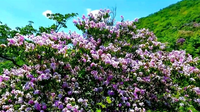 Lopburi's Hidden Gem: 'Tabak Flower Hill' Draws Visitors in Rainy Season