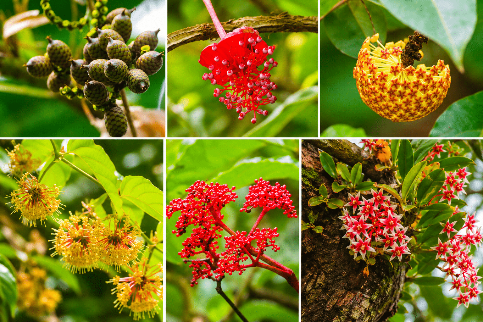 Bicol Natural Park Documents Rich Botanical Diversity