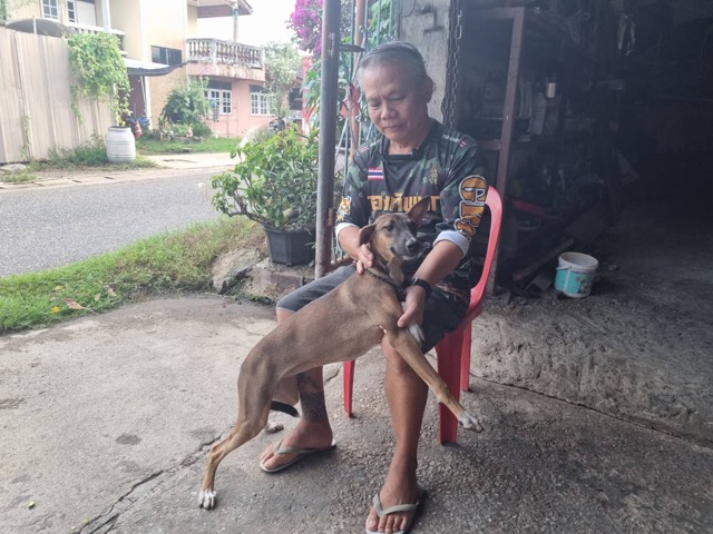 タイの「ヘルシー犬」話題、SNSで拡散