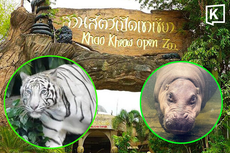 ピヤマハラートデー、カオキアオ・オープン動物園で子供と高齢者無料入場