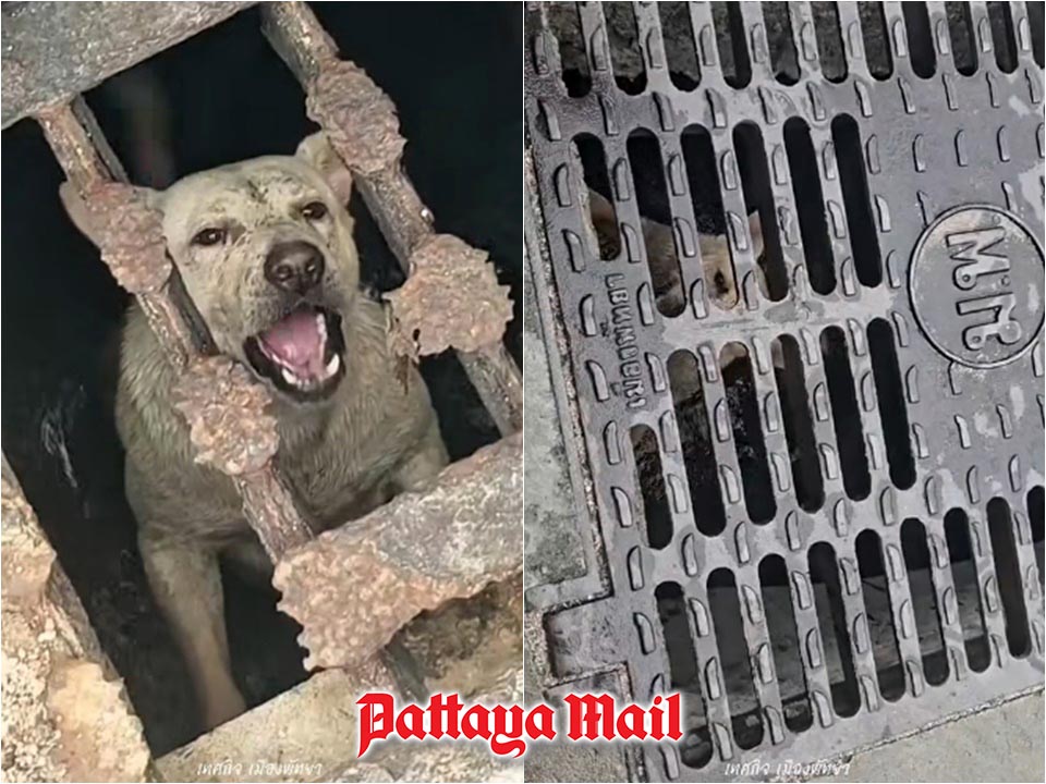Dog Rescued from Pattaya Drainage Pipe