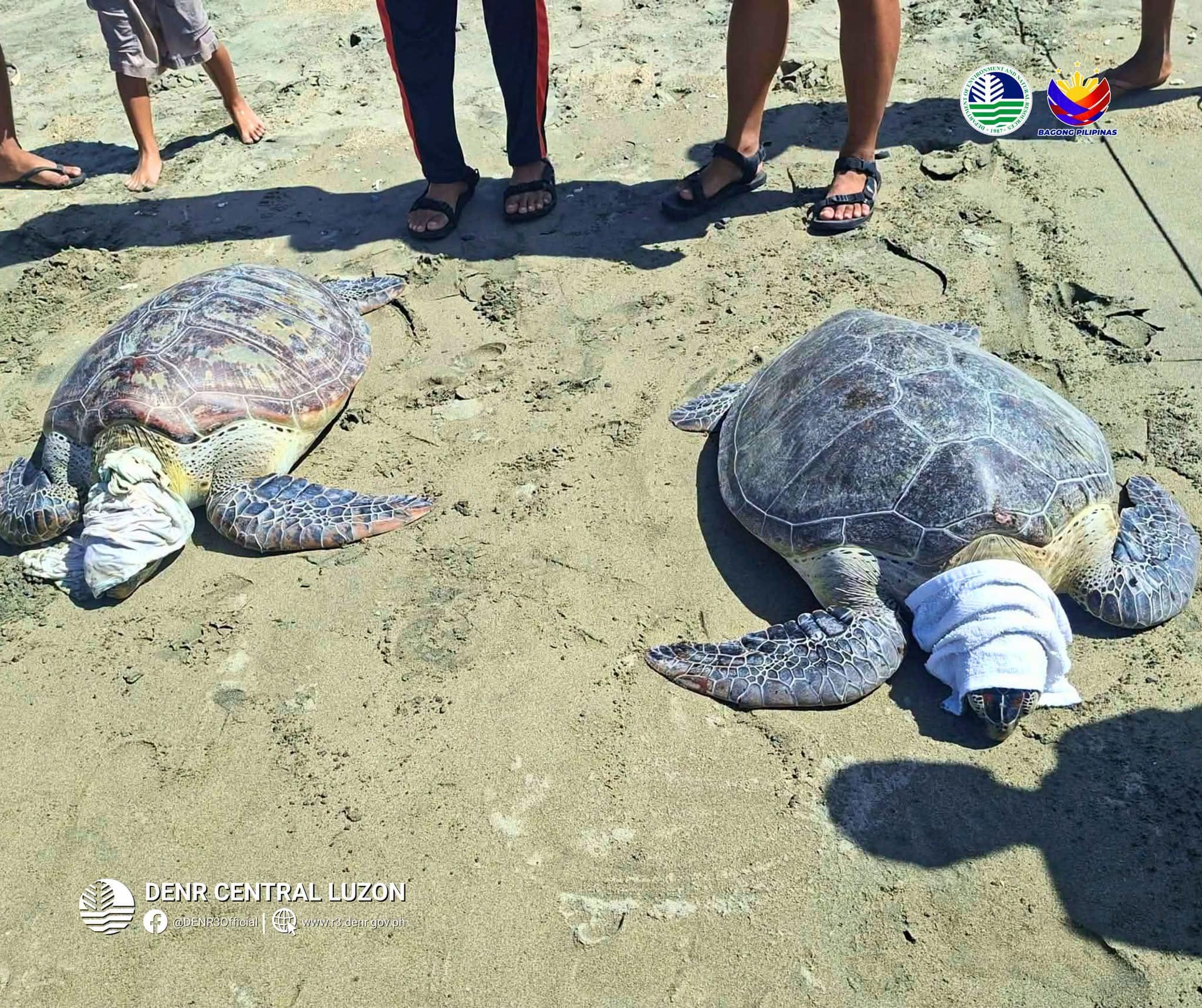 アウロラ州で5匹のウミガメ、漁網から救出