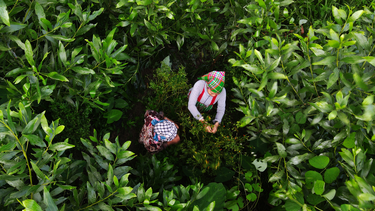 Vietnam's Ethnic Minorities Harvest 'Wild Chili' for Income