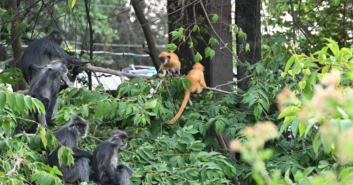 Southwestern Vietnam: Local Communities and Authorities Unite to Protect Endangered Langurs
