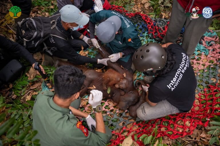 森林火災、オランウータンの生息地をさらに侵食 - 救出活動続く
