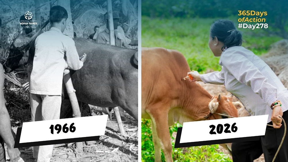 FAO and Cambodia: 60 Years of Livestock Vaccination Partnership Enhancing Rural Livelihoods and Food Security