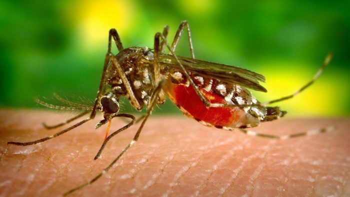 カンボジア、マラリア感染症対策で進展 2026年前半の状況報告