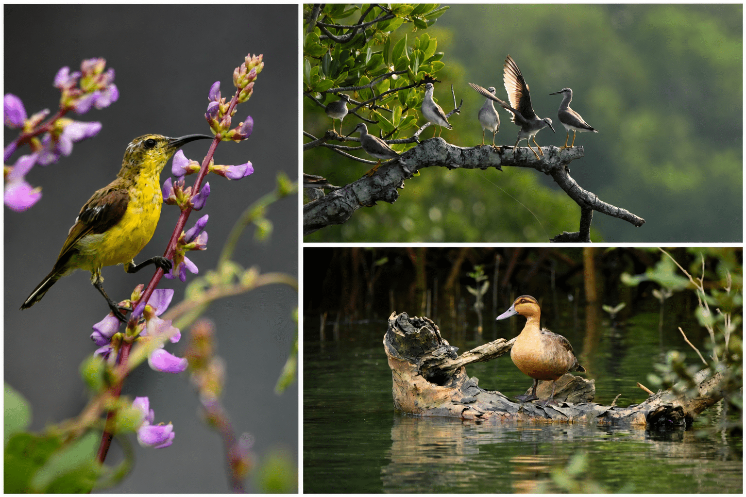 Rare Philippine Duck and Giant Flying Fox Spotted in Masbate