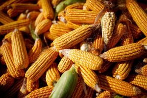 Philippines Delays Corn Import Quota Expansion to Protect Local Farmers