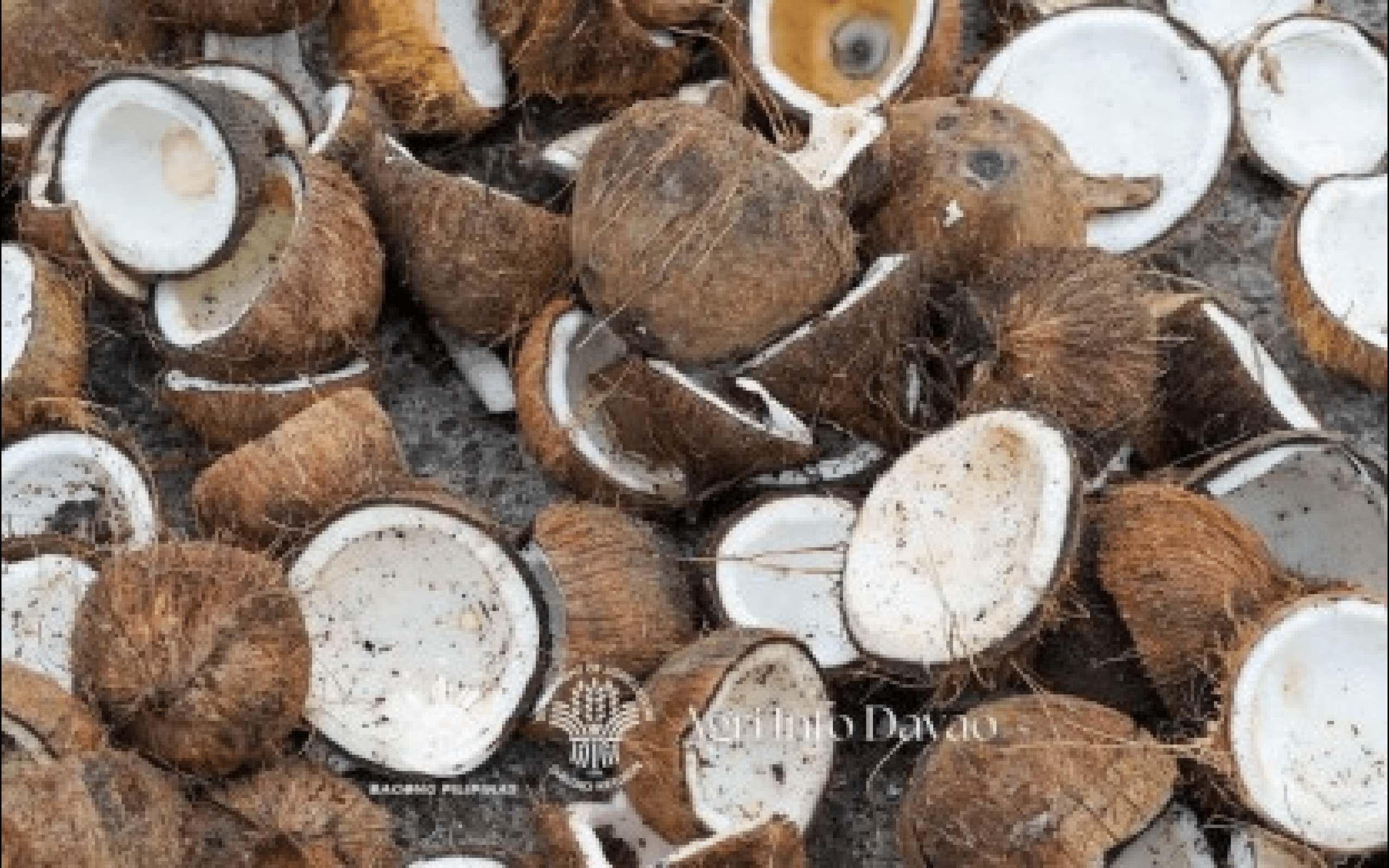 Malaysia Eyes Davao Coconut Shells for Energy Use
