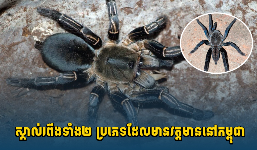 カンボジアの「ルピアン」、その真実の名と生態