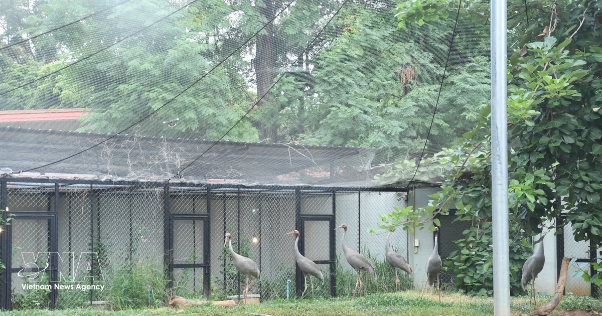 Six Sarus Cranes Arrive in Dong Thap from Thailand to Bolster Conservation