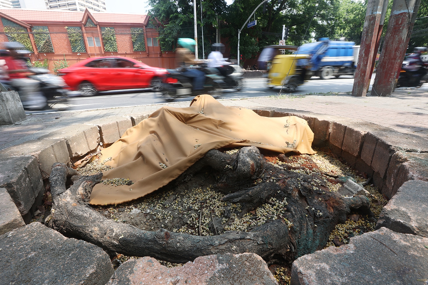 DENR Investigates Contractors Over Roxas Boulevard Tree Earth-balling
