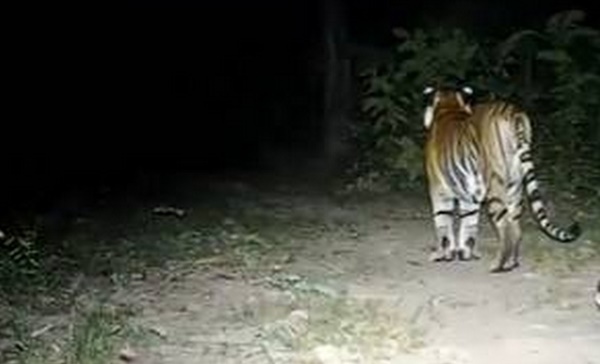 Erawan National Park Warns Locals After Tiger Tracks Found