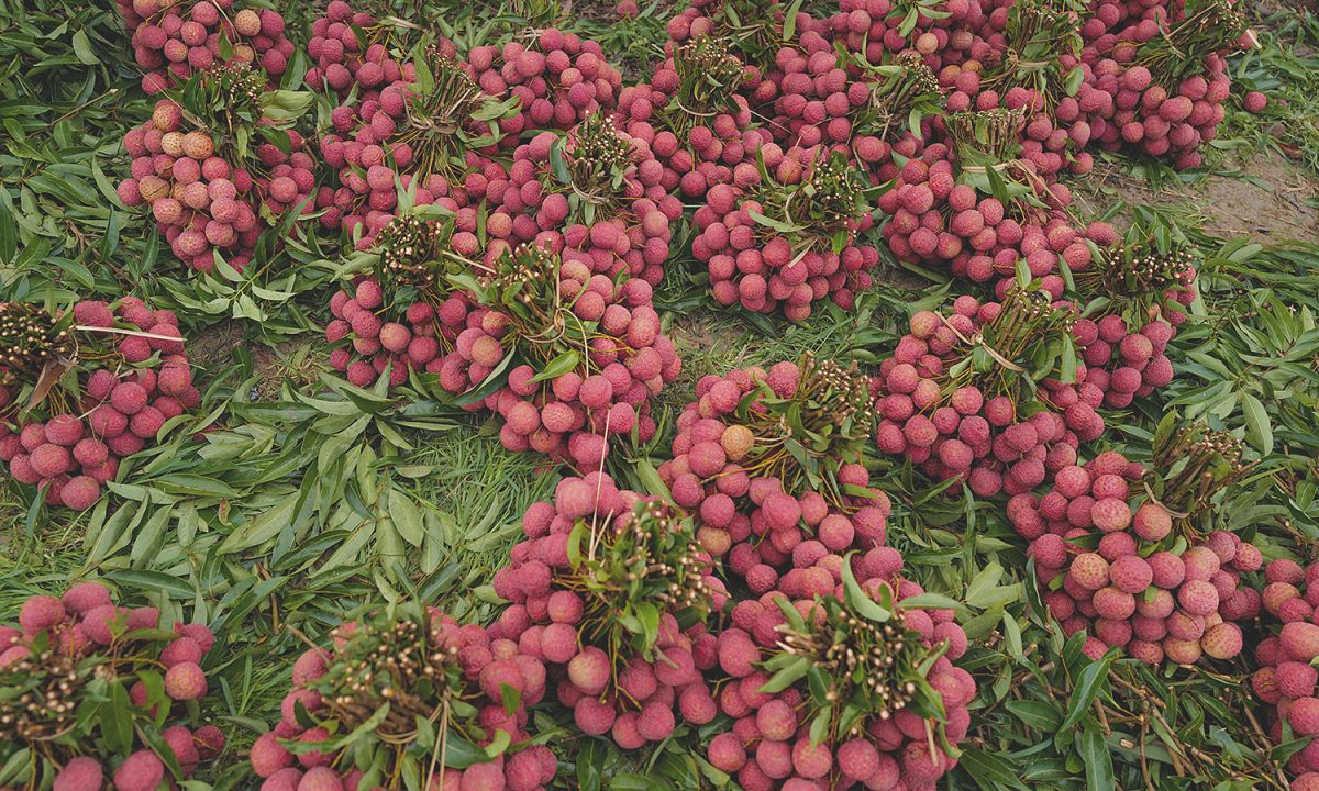 Vietnam's Lychee: Health Risks and Smart Consumption