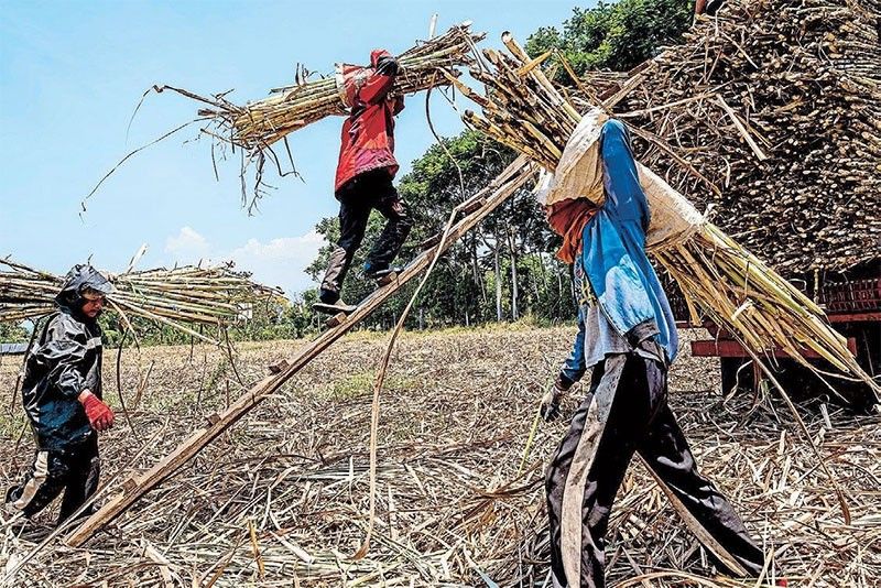 Bacolod City Declares State of Calamity Over Sugarcane Pest Infestation