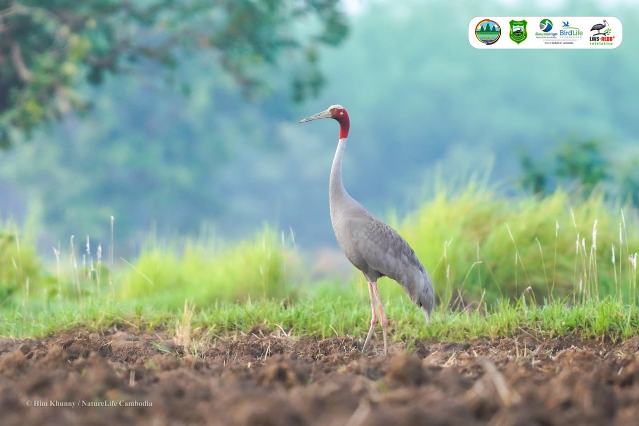 308 Bird Species Counted at Lomphat Wildlife Sanctuary, Highlighting Biodiversity