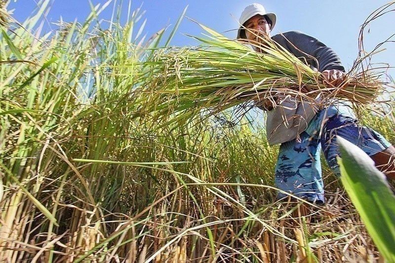 Gov't to Release P36M Insurance Payouts to Storm-Hit Farmers