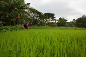 Monsoon Damage to Agriculture Exceeds P135 Million
