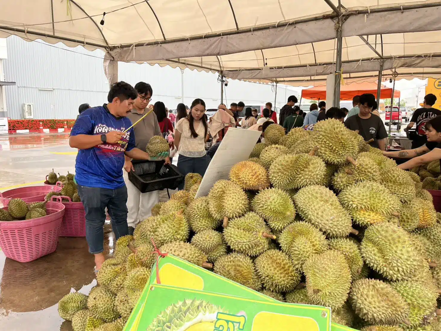チェンライでドリアン格安販売イベント、市民の行列が絶えず