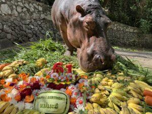 Thailand's Oldest Hippo Mae Mali Celebrates 61st Birthday at Khao Kheow Open Zoo