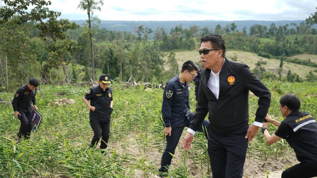 タイ上院議員、水源林でのジンジャー栽培を視察 違法栽培169ライを撤去へ