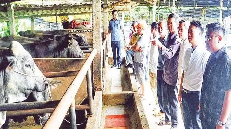 Vietnam's Livestock Sector Shifts Towards Circular, High-Value Models