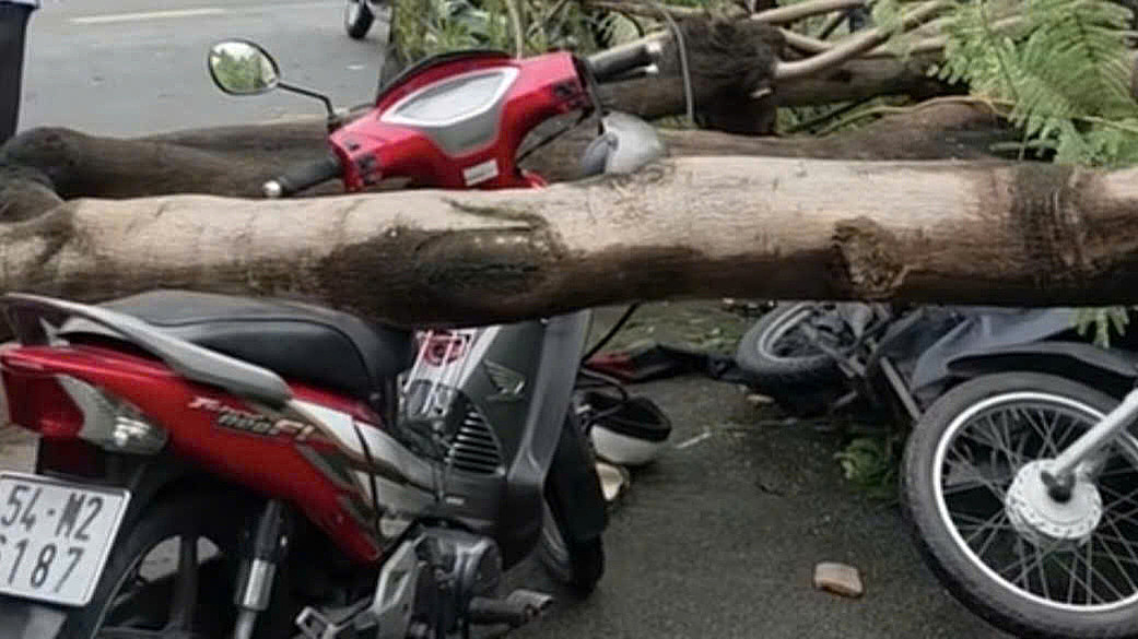 Ho Chi Minh City: Street Tree Collapse Kills Man, Exposing Urban Infrastructure Woes