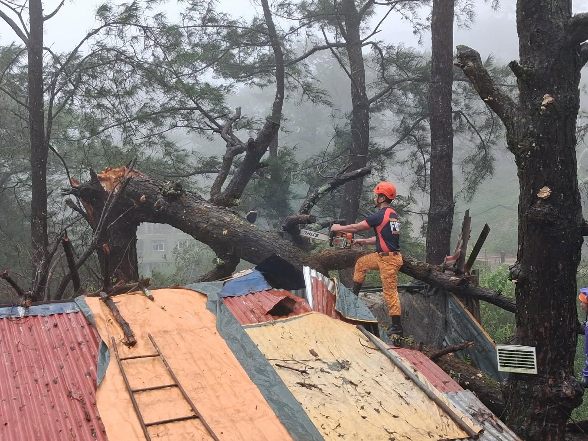 Pine Tree, Bamboo Topple in Baguio Amid Persistent Rains; Firefighters Lead Clearing Ops