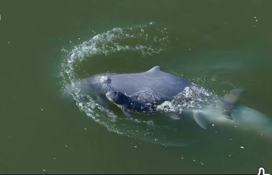 Mekong River Dolphin Population Rises 30% Since 2020 Due to Conservation Efforts