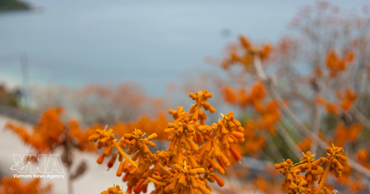 チュラオチャム島の炎、鮮やかな紅花が夏を彩る