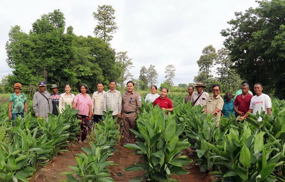 Cambodia Showcases Tapioca Cultivation Potential to Boost Local Economy