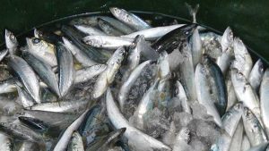Philippine Food Prices: Rice, Galunggong Rise; Pork Dips in Early August