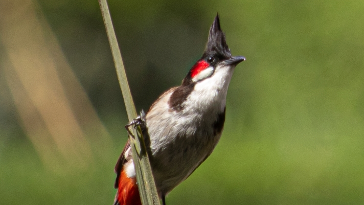 Thailand to Remove Red-Whiskered Bulbul from Protected List for Breeding Industry