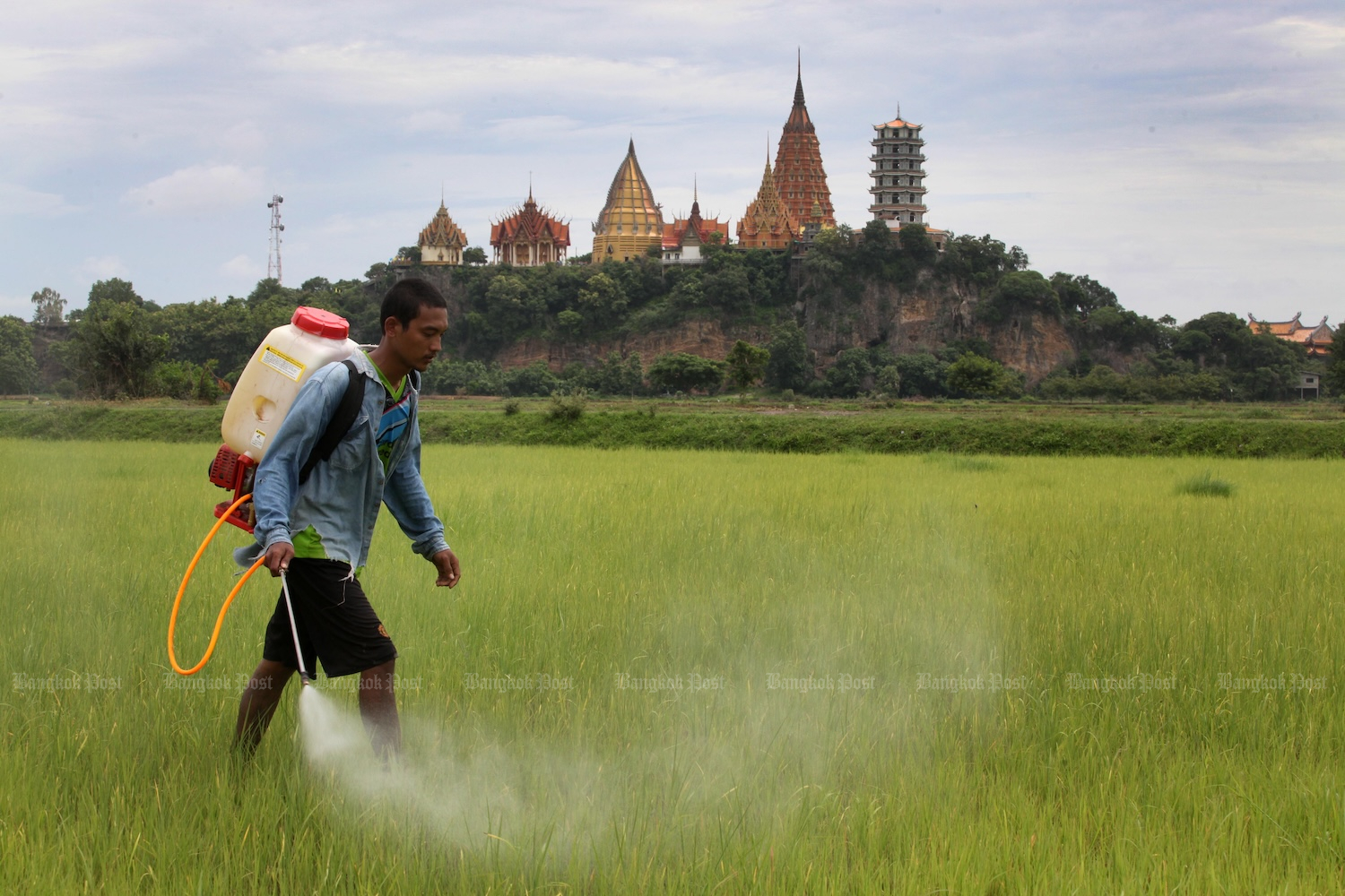 Court Upholds Thailand's Ban on Toxic Farm Chemicals, Orders Reimbursement