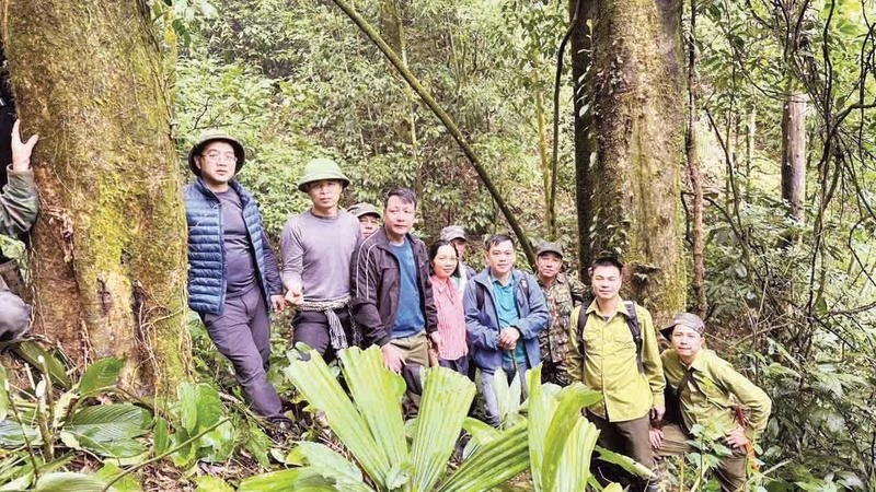ベトナム・タイグエン州で樹齢数百年の茶樹群発見、新観光資源へ
