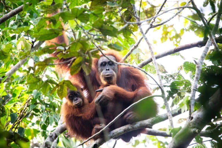 Arboreal Bridges Proposed to Save Critically Endangered Tapanuli Orangutan