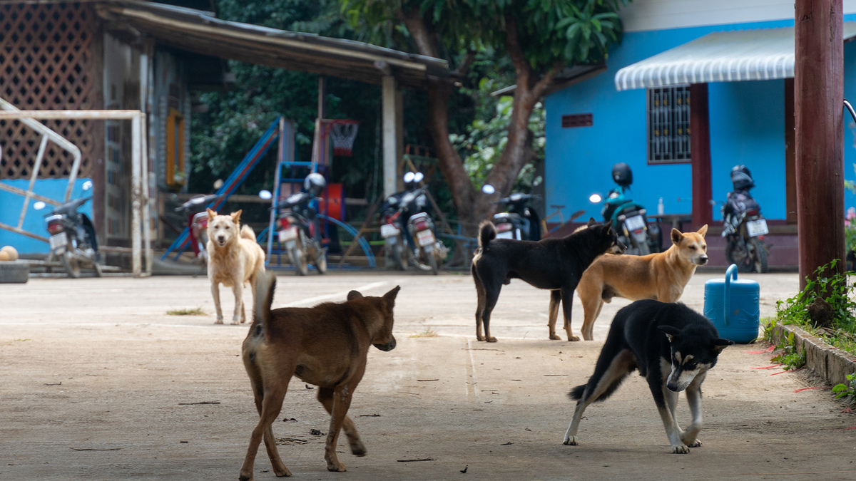 野良犬への恐怖、日銭稼ぐ人々は狂犬病予防接種費用を捻出