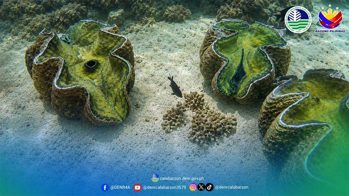 Batangas Marine Sanctuaries Teem with Thriving Giant Clams