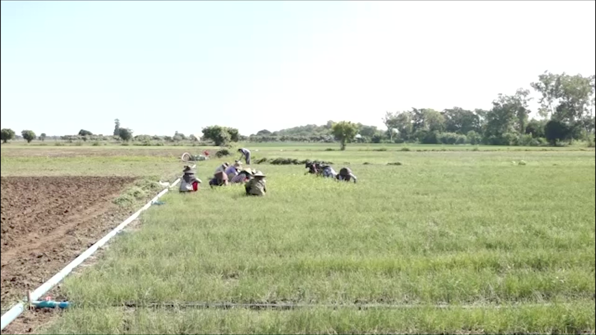 Additional loans to be disbursed to farmers cultivating intercrops