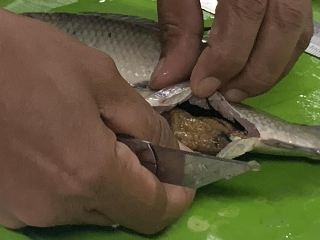 タイ・ラムパオダムに「黒ひげナマズ」出現、中央部からの密放流か
