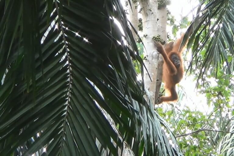 From Trafficked Victim to Mother: Orangutan Bulan's Hopeful Return to the Wild