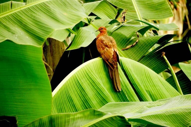 Enggano Island's Endemic Uncal Enggano Plays Crucial Role in Forest Regeneration