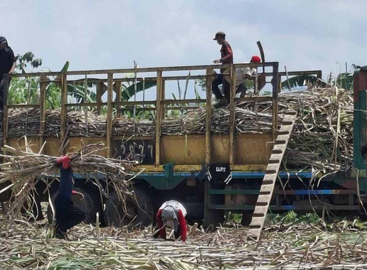 Philippine Sugar Industry Faces Crisis as Prices Plummet