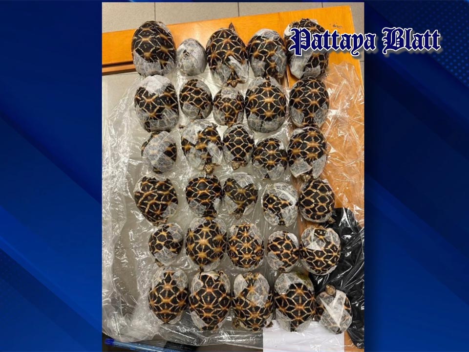 19-Year-Old Woman Arrested at Suvarnabhumi Airport for Smuggling 30 Indian Star Tortoises