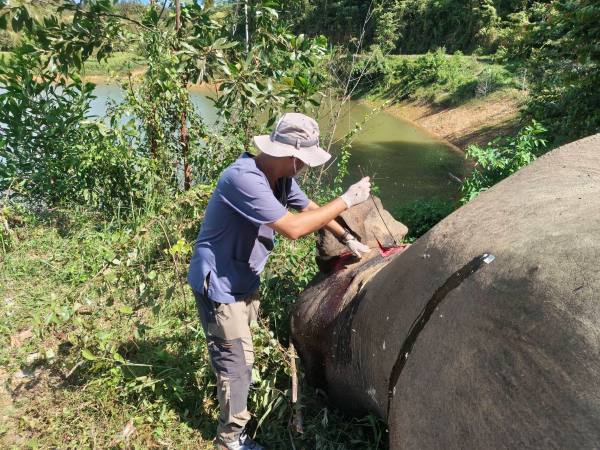 タイ象の死因、感電と判明 犯人特定へ捜査