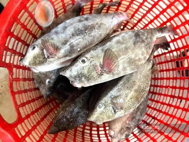 Nha Trang Restaurant Fined Over 20 Million Dong for Tourist's Exorbitant Boxfish Charge