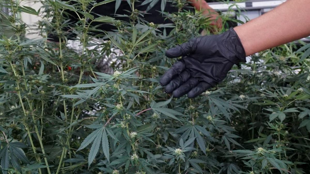 公務員、自宅で大麻栽培か 家族に口止め、バンドン近郊
